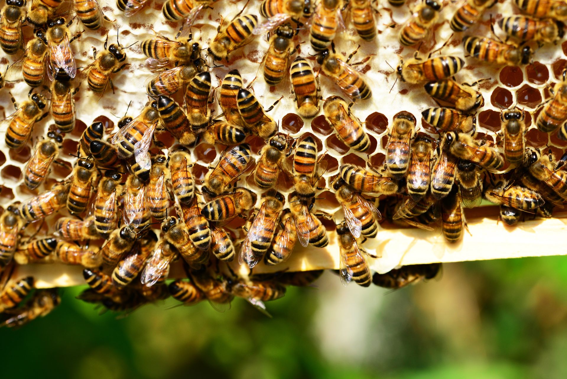 Honeybees working on a frame of honeycomb